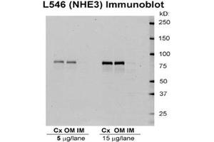 Western blot analysis of Rat kidney tissue lysates showing detection of NHE3 protein using Rabbit Anti-NHE3 Polyclonal Antibody . (SLC9A3 抗体  (APC))