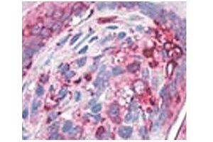 IHC testing of human stomach with AGR2 antibody at 4ug/ml. (AGR2 抗体  (N-Term))