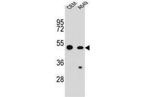 COP1 Antibody (N-term) western blot analysis in CEM,A549 cell line lysates (35µg/lane). (CARD16 抗体  (N-Term))