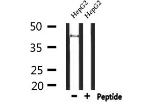 GPR85 antibody  (Internal Region)