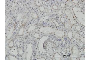 Immunoperoxidase of monoclonal antibody to CDKL1 on formalin-fixed paraffin-embedded human kidney. (CDKL1 抗体  (AA 259-358))