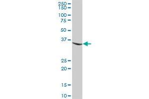MGLL MaxPab polyclonal antibody. (MGLL 抗体  (AA 1-313))