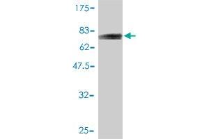 Western Blot detection against Immunogen (72.