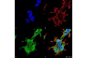 Immunocytochemistry/Immunofluorescence analysis using Mouse Anti-PINK1 Monoclonal Antibody, Clone S4-15 . (PINK1 抗体  (AA 112-496) (Atto 594))