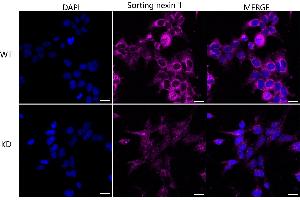 anti-Sorting Nexin 1 (SNX1) antibody