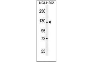 Western blot analysis of DDX60L Antibody (C-term) in NCI-H292 cell line lysates (35ug/lane). (DDX60L 抗体  (C-Term))