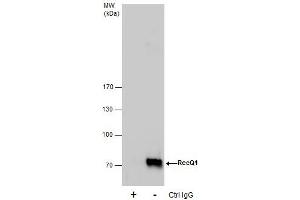 IP Image Immunoprecipitation of RecQ1 protein from HeLa whole cell extracts using 5 μg of RecQ1 antibody [N1N2], N-term, Western blot analysis was performed using RecQ1 antibody [N1N2], N-term, EasyBlot anti-Rabbit IgG  was used as a secondary reagent. (RecQ Protein-Like (DNA Helicase Q1-Like) (RECQL) (N-Term) 抗体)