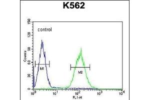P5F1B Antibody (C-term) (ABIN654776 and ABIN2844457) flow cytometric analysis of K562 cells (right histogram) compared to a negative control cell (left histogram). (POU5F1B 抗体  (C-Term))