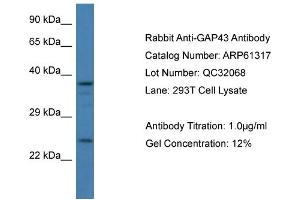 Western Blotting (WB) image for anti-Growth Associated Protein 43 (GAP43) (C-Term) antibody (ABIN786393) (GAP43 抗体  (C-Term))