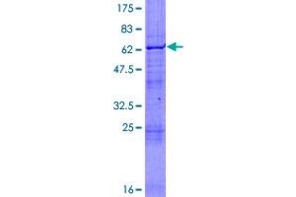 RNF14 Protein (AA 1-348) (GST tag)