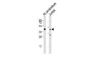 Western blot analysis of lysates from Hela, Raji, Jurkat, HT-29 cell line (from left to right), using GLUL Antibody (N-term) (ABIN390879 and ABIN2841093). (GLUL 抗体  (N-Term))