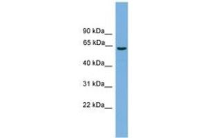 Image no. 1 for anti-Solute Carrier Organic Anion Transporter Family, Member 1A2 (SLCO1A2) (AA 451-500) antibody (ABIN6744755) (SLCO1A2 抗体  (AA 451-500))