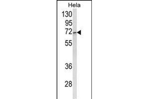 Western blot analysis of ASPSCR1 Antibody (C-term) (ABIN652768 and ABIN2842505) in Hela cell line lysates (35 μg/lane). (ASPSCR1 抗体  (C-Term))