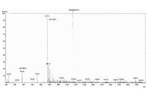 Image no. 1 for Endorphin beta (beta-EP) peptide (Ovalbumin) (ABIN5666097) (Endorphin beta (beta-EP) peptide (Ovalbumin))