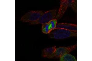 Immunofluorescence analysis of HeLa cells using PLK1 mouse mAb (green). (PLK1 抗体  (AA 331-508))