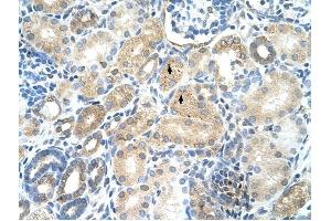 MAT1A antibody was used for immunohistochemistry at a concentration of 4-8 ug/ml to stain Epithelial cells of renal tubule (arrows) in Human Kidney.