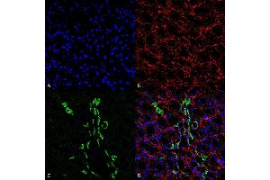 Immunohistochemistry (IHC) image for anti-Solute Carrier Family 14 (Urea Transporter, Kidney) Member 2 (SLC14A2) (AA 911-929) antibody (Atto 594) (ABIN2486302)