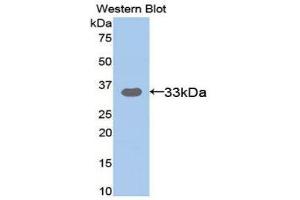 Western Blotting (WB) image for anti-Amyloid beta (A4) Precursor-Like Protein 2 (APLP2) (AA 607-852) antibody (ABIN3201815)