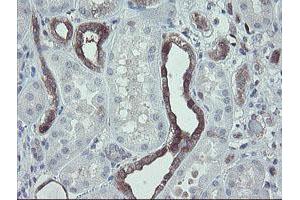 Image no. 2 for anti-TSC22 Domain Family, Member 1 (TSC22D1) antibody (ABIN1501540) (TSC22D1 抗体)