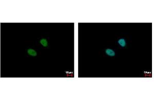 Immunofluorescence (IF) image for anti-Male-Specific Lethal 3 Homolog (MSL3) (Center) antibody (ABIN2856148)
