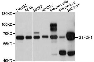 Western blot analysis of extracts of various cell lines, using GTF2H1 antibody. (GTF2H1 抗体  (AA 1-425))