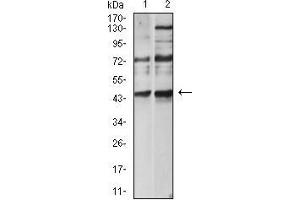 Western blot analysis using CD183 mouse mAb against Hela (1) and L-02 (2) cell lysate. (CXCR3 抗体)