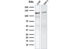 Western Blot Analysis of human U-87, THP-1 cell lysate using VCL Mouse Monoclonal Antibody (VCL/2575). (Vinculin 抗体  (AA 174-322))