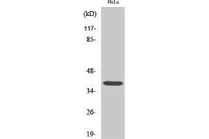 Western Blot analysis of COS7 cells using Nucleophosmin Polyclonal Antibody diluted at 1:2000.