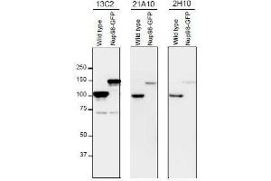Western Blotting (WB) image for anti-Nucleoporin 98kDa (NUP98) (FGxxN Motif), (N-Term) antibody (ABIN2452065) (NUP98 抗体  (FGxxN Motif, N-Term))