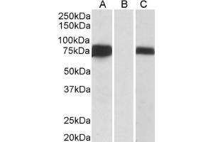 ABIN185028 (0. (FOXC1 抗体  (C-Term))