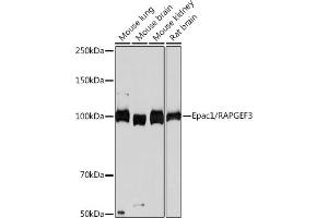 Western blot analysis of extracts of various cell lines, using Epac1/R Rabbit mAb (ABIN7269850) at 1:1000 dilution. (RAPGEF3 抗体)