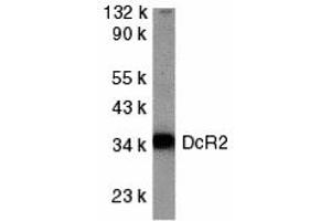 Western Blotting (WB) image for anti-Tumor Necrosis Factor Receptor Superfamily, Member 10d, Decoy with Truncated Death Domain (TNFRSF10D) (Cytoplasmic Domain) antibody (ABIN1030842) (DcR2 抗体  (Cytoplasmic Domain))