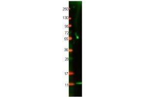 Western blot using  protein-A purified anti-Cat IL-8 antibody shows detection of recombinant Cat IL-8 at 8. (IL-8 抗体)