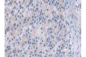 IHC-P analysis of Rat Stomach Tissue, with DAB staining. (PDE4B 抗体  (AA 500-736))