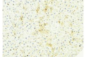 ABIN6274953 at 1/100 staining Mouse liver tissue by IHC-P. (CHST13 抗体  (Internal Region))