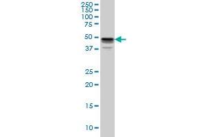 Western Blotting (WB) image for anti-MAP Kinase Interacting serine/threonine Kinase 1 (MKNK1) (AA 1-465) antibody (ABIN563699)