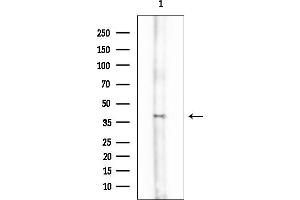 Western blot analysis of lysates from Mouse testis, using RBM7 Mouse Monoclonal Antibody at 1/1000 dilution.