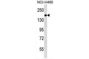 PREX1 Antibody (C-term) western blot analysis in NCI-H460 cell line lysates (35µg/lane).