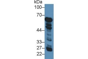 Western Blot; Sample: Human Liver lysate; Primary Ab: 3µg/ml Rabbit Anti-Human GDH Antibody Second Ab: 0. (GLUD1 抗体  (AA 334-556))