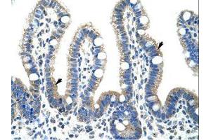 Image no. 1 for anti-Fibrillarin (FBL) (AA 61-110) antibody (ABIN307418) (Fibrillarin 抗体  (AA 61-110))