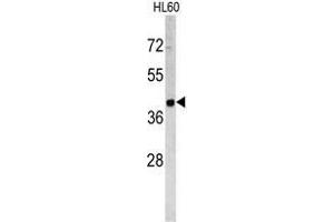 Western blot analysis of TROP2 antibody (Center) in HL60 cell line lysates (35ug/lane). (TACSTD2 抗体  (Middle Region))