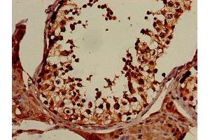 IHC image of ABIN7152317 diluted at 1:150 and staining in paraffin-embedded human testis tissue performed on a Leica BondTM system. (XPO1 抗体  (AA 625-845))
