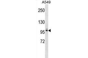 Western Blotting (WB) image for anti-Pleckstrin Homology Domain Containing, Family G (With RhoGef Domain) Member 5 (PLEKHG5) antibody (ABIN2999344) (PLEKHG5 抗体)