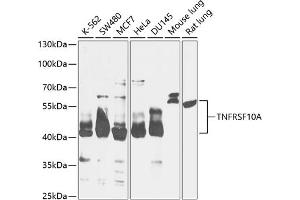 Western blot analysis of extracts of various cell lines, using TNFRSF10A antibody (ABIN6127583, ABIN6149301, ABIN6149303 and ABIN6216204) at 1:1000 dilution. (TNFRSF10A 抗体  (AA 269-468))
