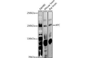 Western blot analysis of extracts of various cell lines, using APC antibody (ABIN1678689, ABIN1678690, ABIN5664154 and ABIN6219837) at 1:1000 dilution. (APC 抗体  (AA 2544-2843))
