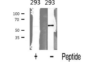 Western blot analysis of BMP6 expression in 293 cells (BMP6 抗体  (Internal Region))