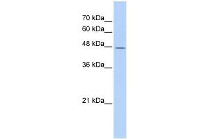 TAF7L antibody used at 1 ug/ml to detect target protein. (TAF7L 抗体)