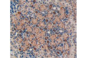 IHC-P analysis of kidney tissue, with DAB staining. (LIFR 抗体  (AA 642-791))