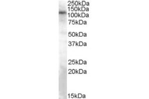 Image no. 1 for anti-Transient Receptor Potential Cation Channel, Subfamily C, Member 4 (TRPC4) (Internal Region) antibody (ABIN375258) (TRPC4 抗体  (Internal Region))