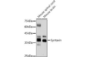 Western blot analysis of extracts of various cell lines, using Syntaxin antibody (ABIN7270685) at 1:1000 dilution. (Syntaxin 1B 抗体)